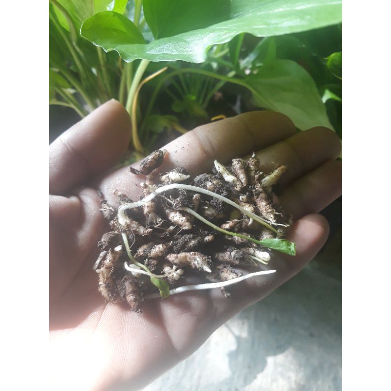 Umbi keladi tikus 15 bibit anakan umbi termurah