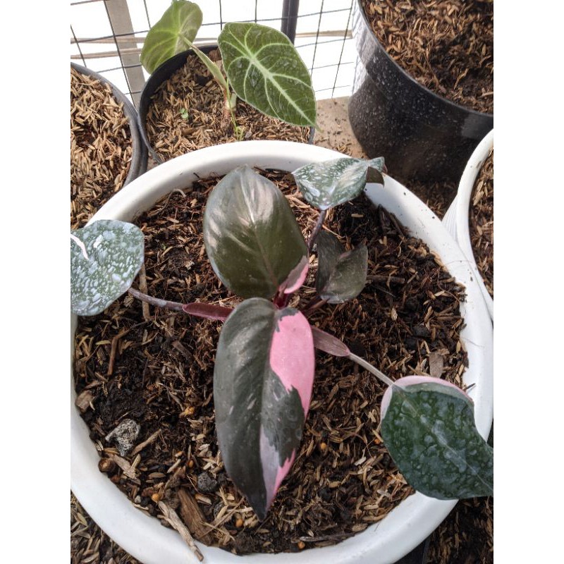 Philodendron Pink Princess ASLI dan murah bukan pink congo cocok untuk bibitan