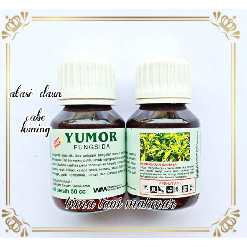 FUNGISIDA PLUS ZPT YUMOR - PENCEGAHAN VIRUS GEMINI - DAUN BULAI PADA CABE