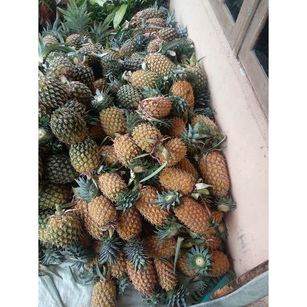 

NENAS MADU,MORIS DIJAMIN MANIS