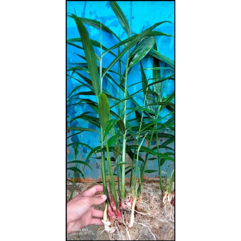 BIBIT JAHE MERAH/BIBIT JAHE GAJAH