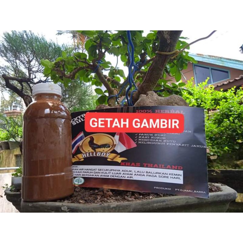 Getah gambir Ayam Bangkok aduan