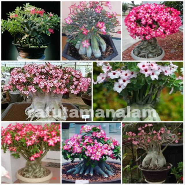 

PAKET HEMAT 8 bibit BONSAI adenium kamboja jepang