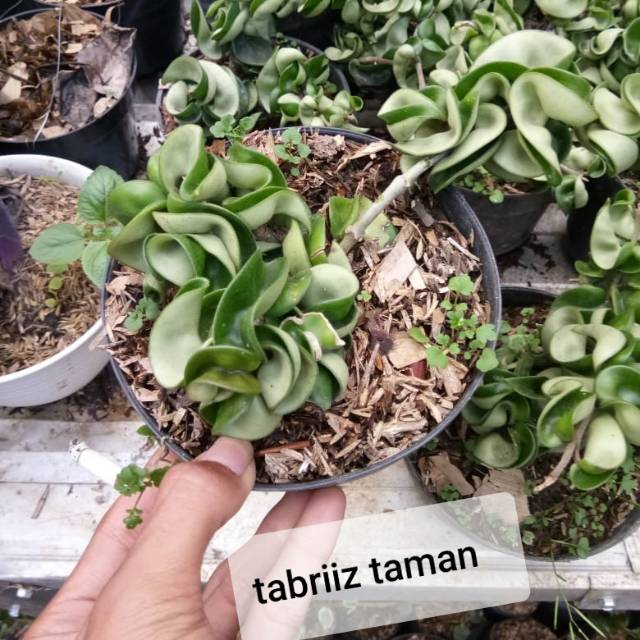 Tanaman gantung - hoya compacta - hoya cornosa - hiasan taman - tanaman hias gantung