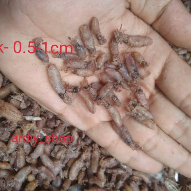 

Cumi Baby isi 250 Gram