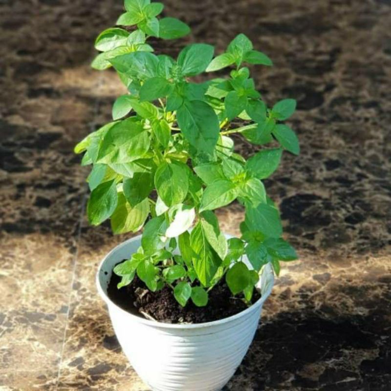 

Pohon herbal kemangi