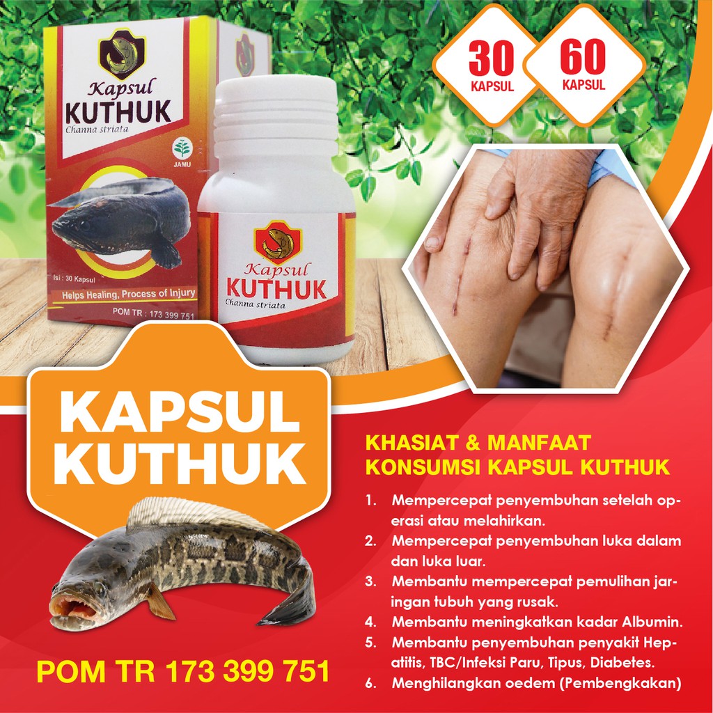 KUTHUK 60 Kapsul Ikan KUTUK PREMIUM Albumin Ikan Gabus Original Izin BPOM Obat Herbal Pengering Luka