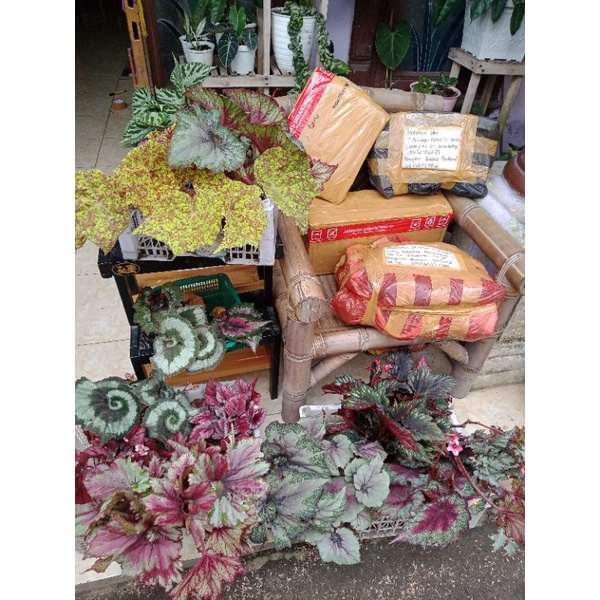 PAKET BEGONIA