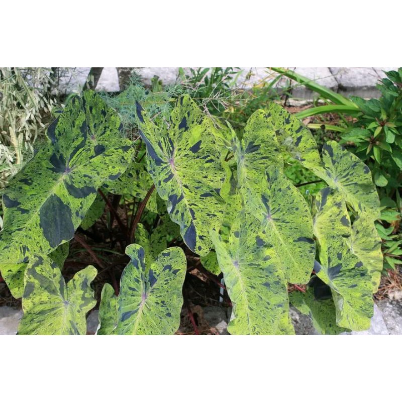colocasia mojito