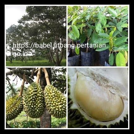 

Paket Entres Durian Namlung