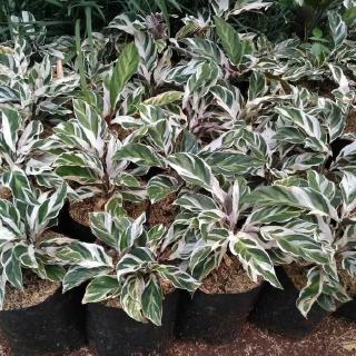 Tanaman hias calathea  tisu  pohon putri salju Shopee 