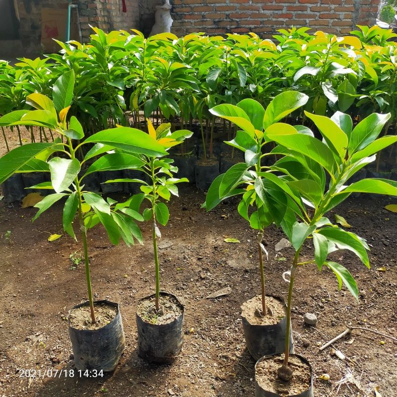 Bibit Alpukat Import Alpukat Cuba Original