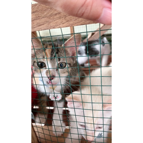 Kalung Kucing Anjing Kelinci Motif BTS Lucu Kalung Tali FEZONE
