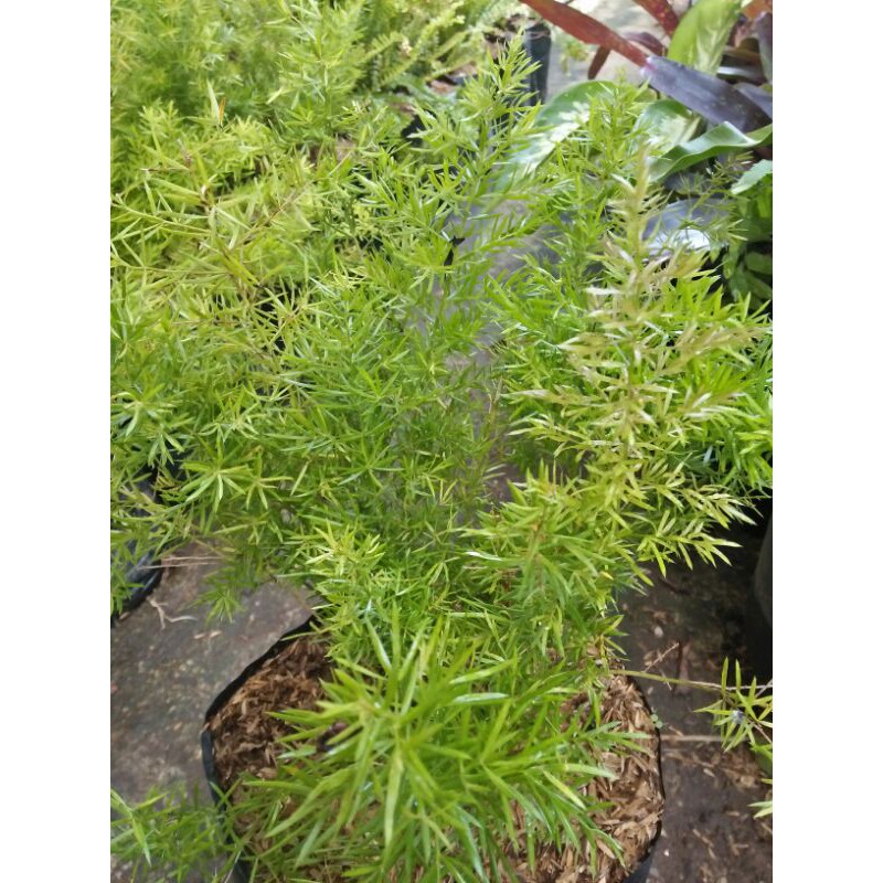 Tanaman asparagus bintang