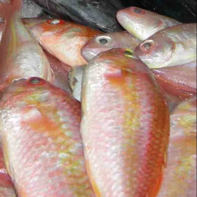 

Ikan kakap terisi