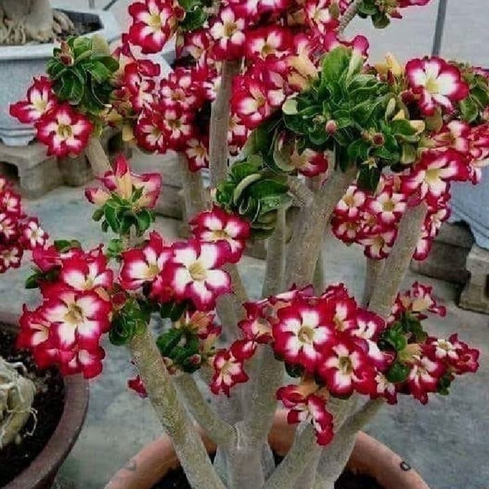 Jual PROMO.! bonsay pohon Kamboja adenium cabang seribu bunga merah ...