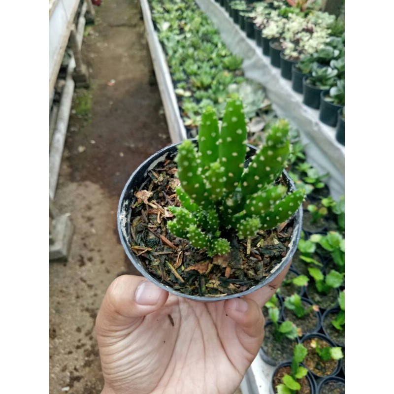 OPUNTIA TUNA MONSTRUOSA gratis pot+media tanam