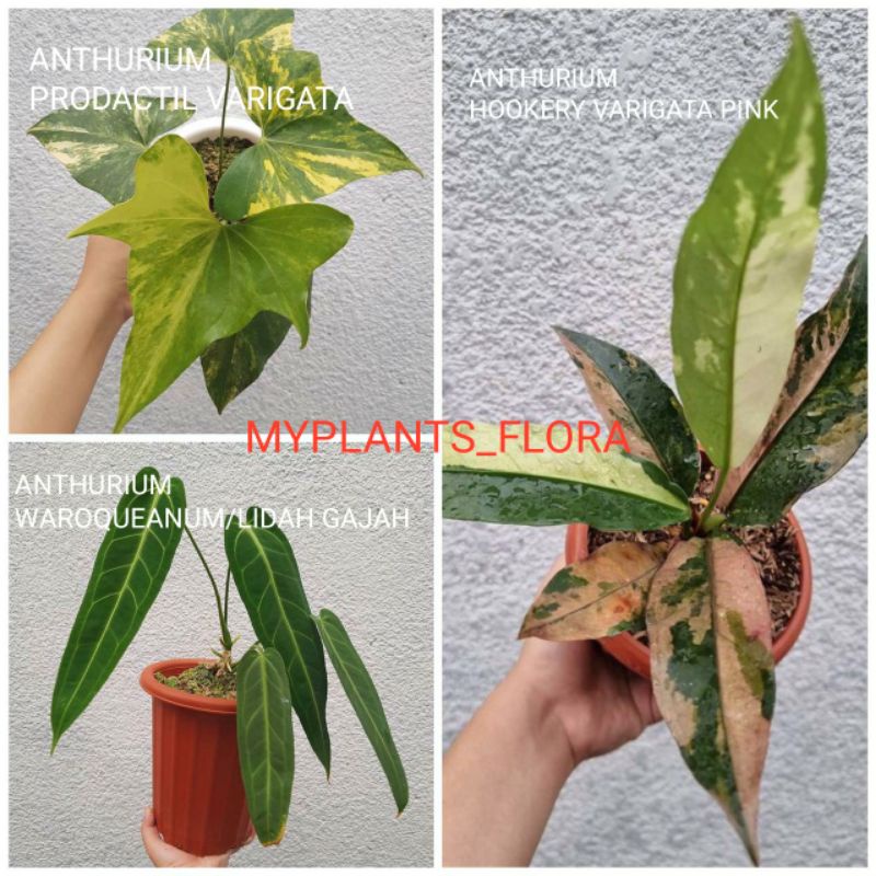 PROMO PAKET 3 BIBIT BONGGOL ANTHURIUM, LIDAH GAJAH, PRODACTIL VARIGATA, HOOKERY VARIGATA