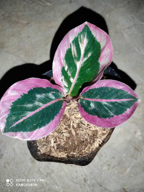  CALATHEA  CYNTHIA PINK  Shopee Indonesia