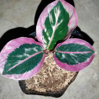 CALATHEA CYNTHIA PINK Shopee Indonesia CALATHEA CYNTHIA PINK Shopee Indonesia