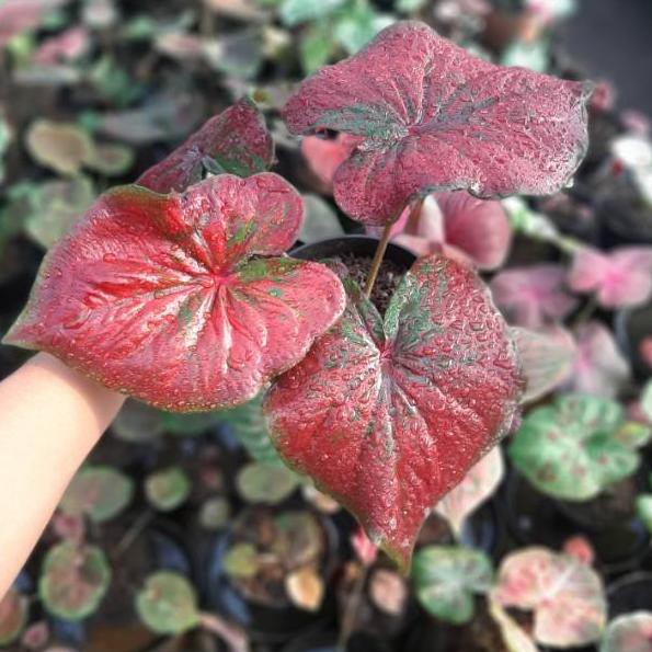 Harga Murah Bgs 638 Bibit Caladium Keladi Hias Red Stardust Indah Nan Cantik Shopee Indonesia