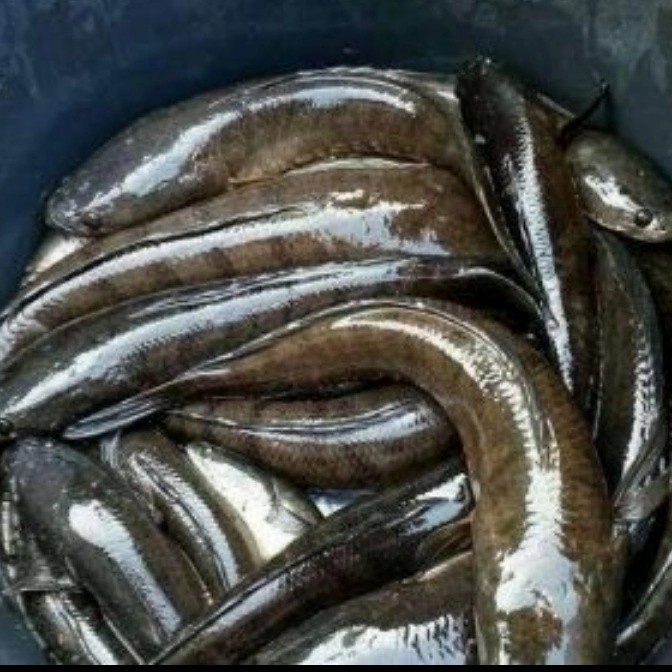 Ikan jalak