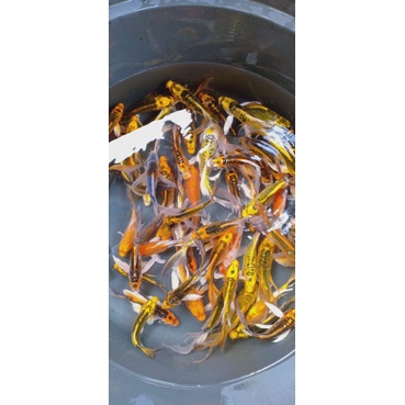 ikan koi metalik slayer size 15 - 20 cm