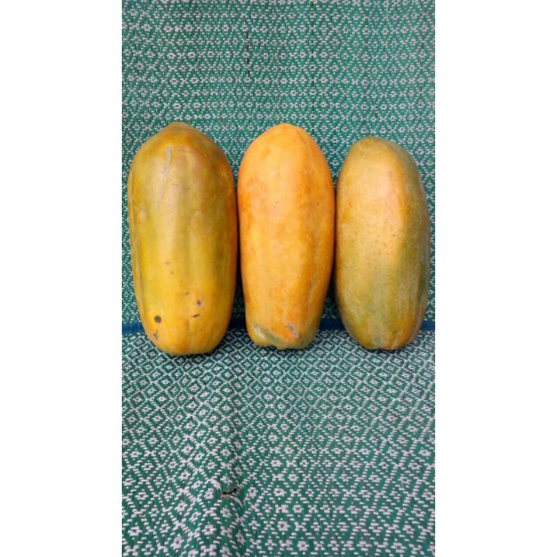 Biji bibit pepaya California/ Calina IPB9 kemasan 10 gram (isi 500 butir)