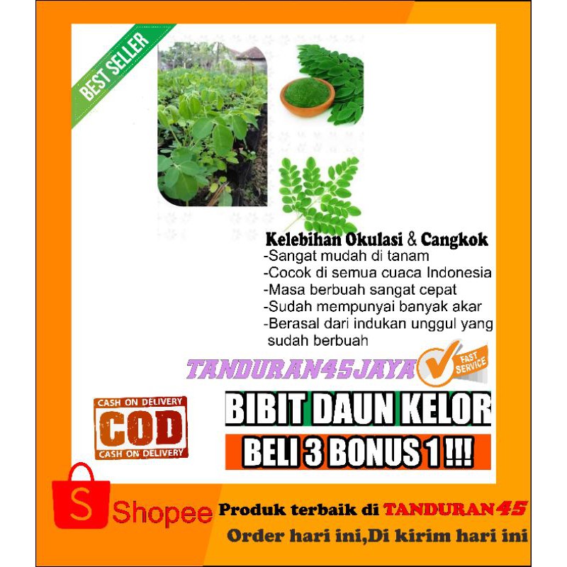 paket 10 tanaman kelor/bibit daun kelor/bibit kelor