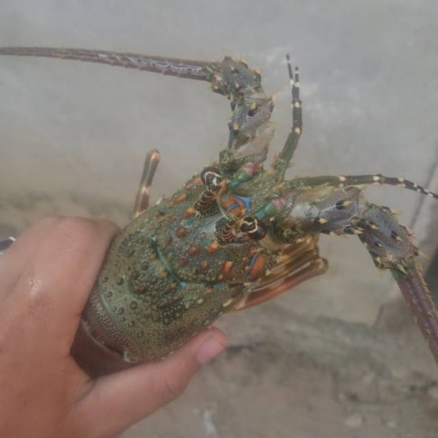 

Lobster laut hidup size 150-200 gram K1 /kg isi 5-6 ekor