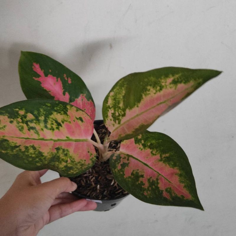 Aglonema kocin paramuay