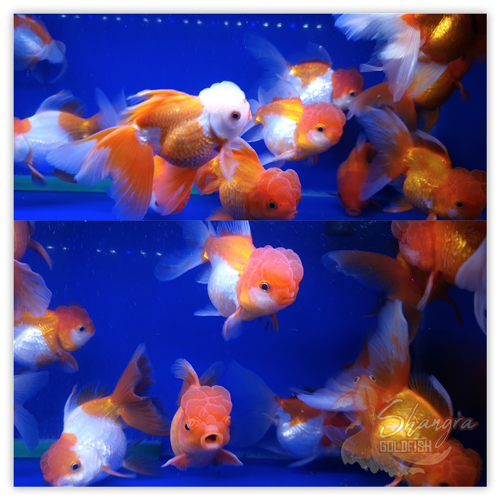 Ikan Mas Koki Oranda Jambul Konde Cherry Red Cap Lucu - 001