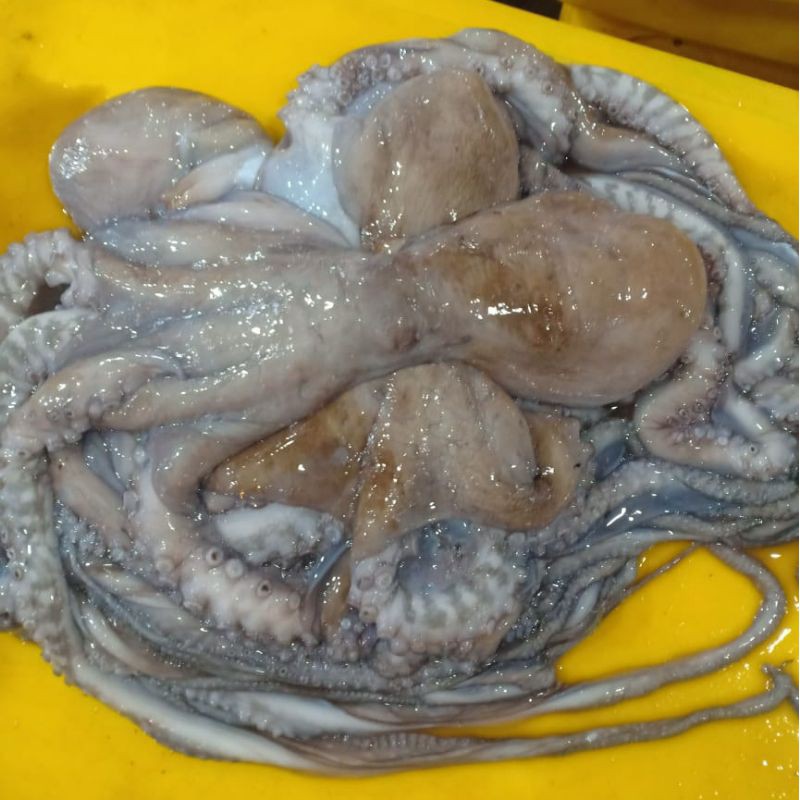 

Gurita Octopus Segar Seafood Hasil Laut Segar Besar 1 Kg