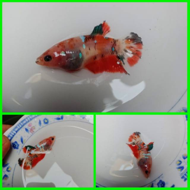 Cupang betina koi galaxy #9