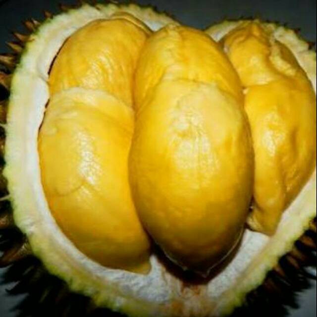 Bibit Durian Matahari Super