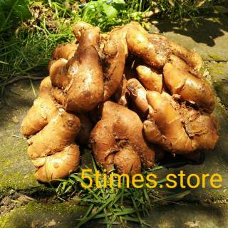 Cat Tembok Envi 1 kg Shopee Indonesia Cat Tembok Envi 1 kg Shopee Indonesia