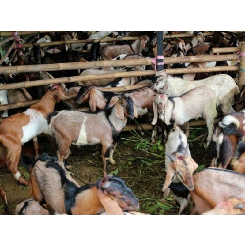 

kambing qurban kambing kurban bekasi