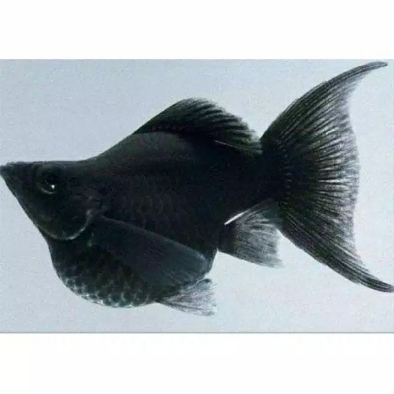 

ikan black moli