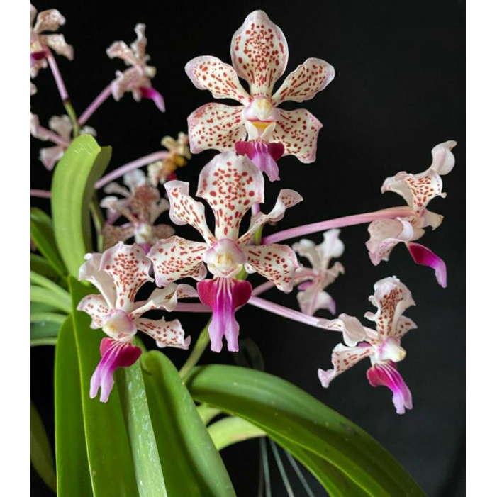 Anggrek Vanda Tricolor