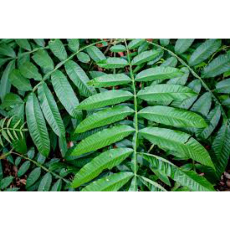 

daun sungkai