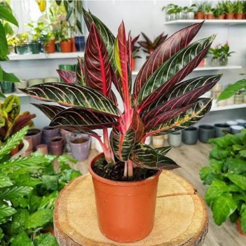 Aglonema Pride Of Sumatra Redsum , Aglonema Tanaman Hias Pride Of Sumatra