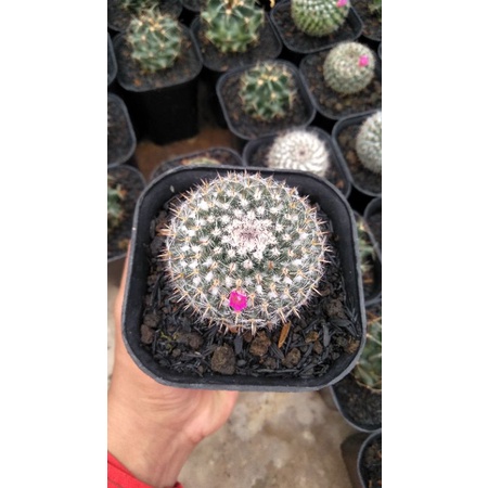 kaktus mammillaria dari biji