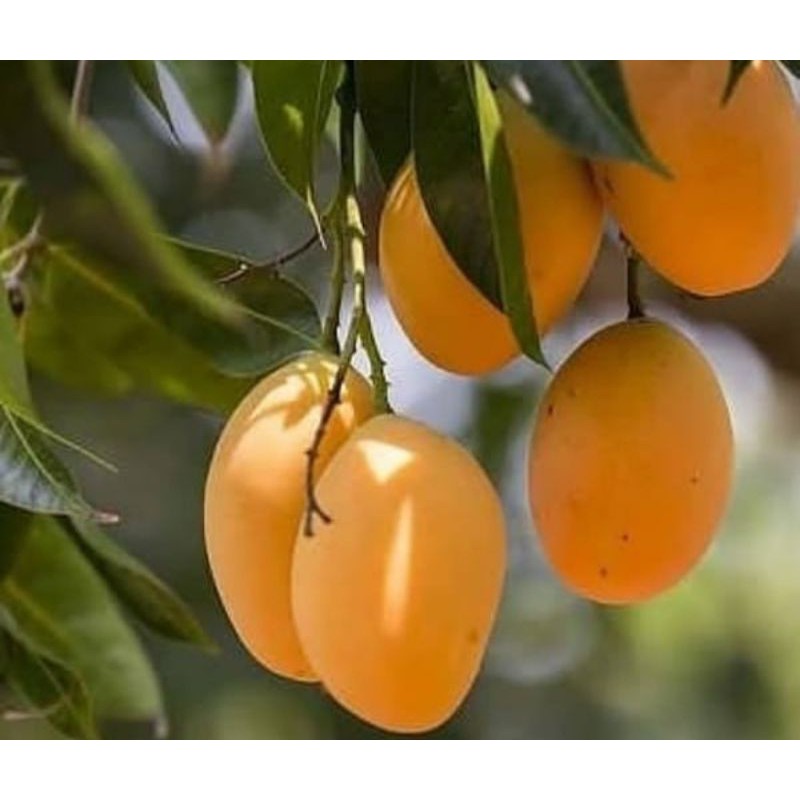 Bibit Buah Mangga Madu Anggur