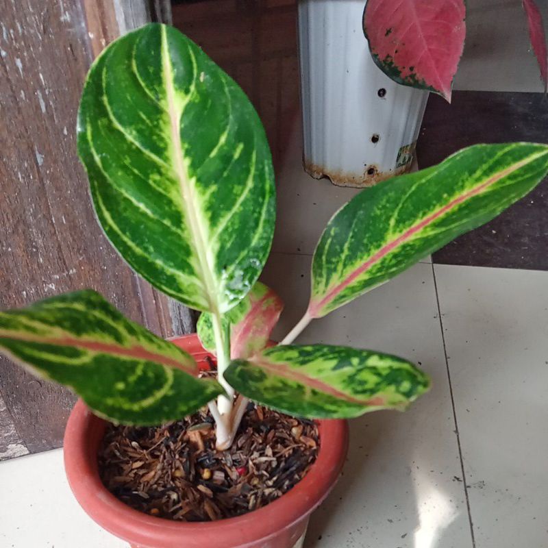 Aglonema big mama pelgol original