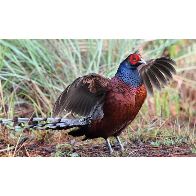 

TELUR AYAM HIAS RINGNECK HUME'S PHEASANT FERTIL UNTUK DITETASKAN