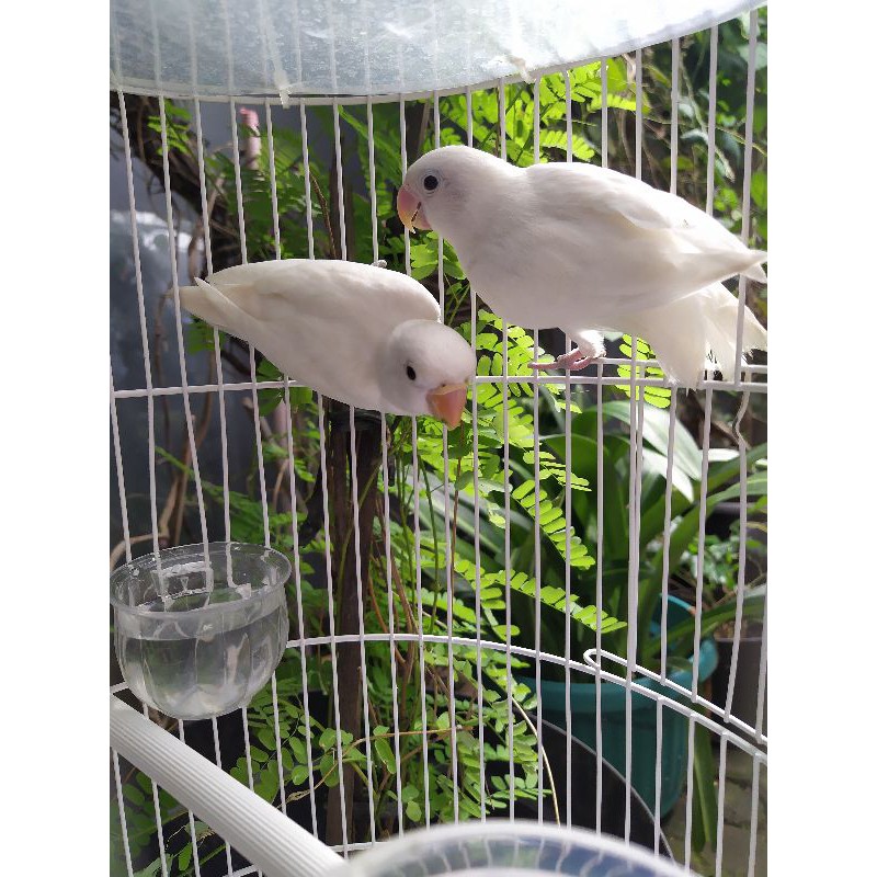 Burung Lovebird Albino Mata Hitam Sepasang Adeevapoint