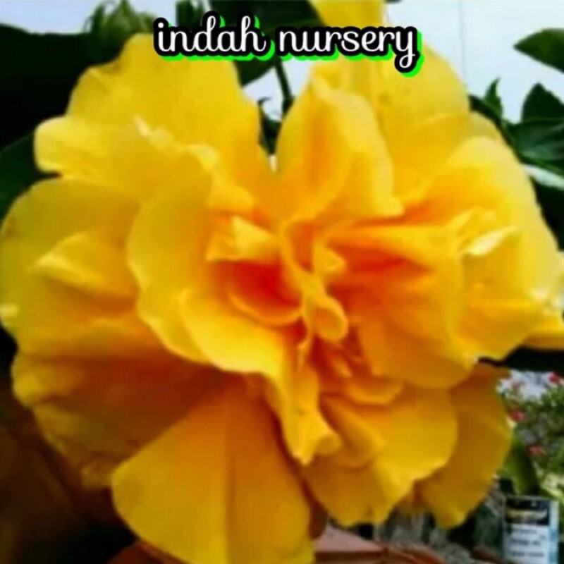 

bibit bunga adenium Kamboja Jepang kuning