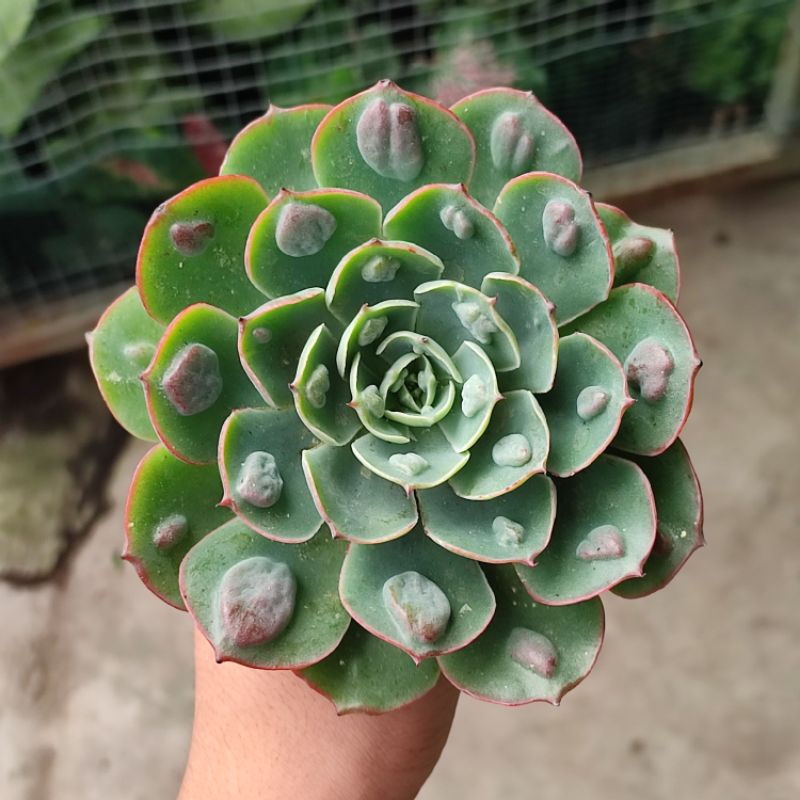 Sukulen Echeveria import raindrop