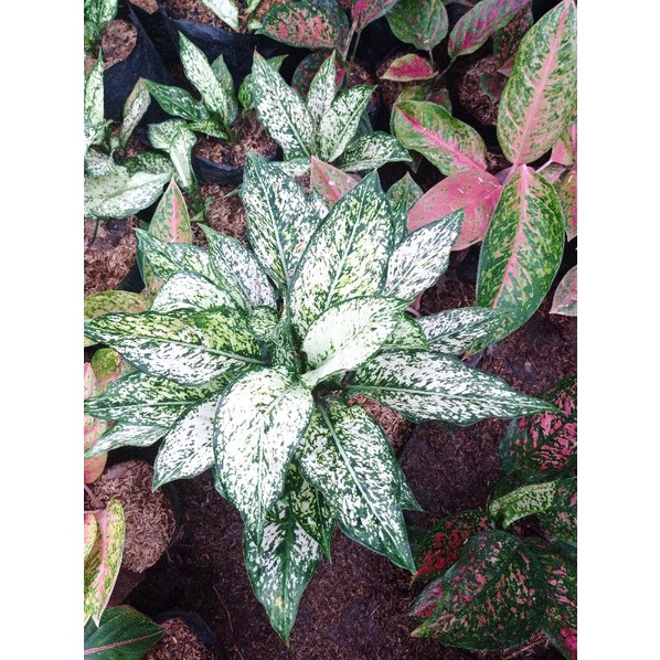 Aglonema Snow White Rumpun 5