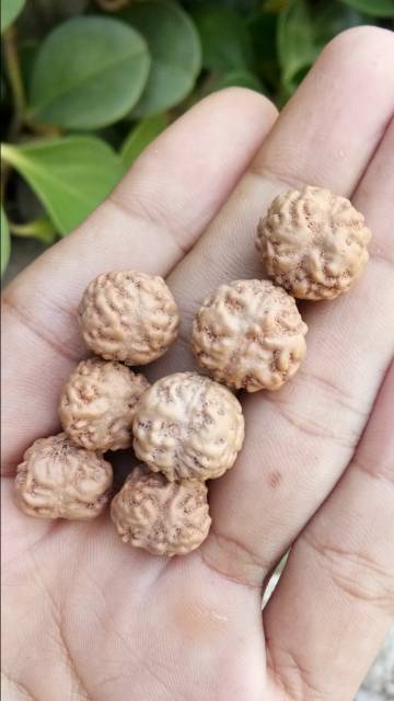 Jenitri Rudraksha Mukhi 1 Atau Garis 1 Bulat